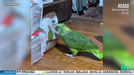 La divertida reacción de un loro al hablar con una fotografía de otro loro de un saco de pienso La divertida reacción de un loro al hablar con una fotografía de otro loro de un saco de pienso