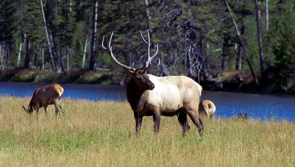 Yellowstone Yellowstone