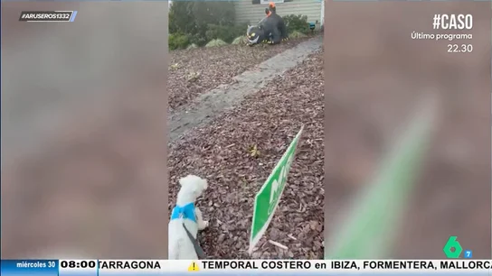 Así reaccionan dos perros a la terrorífica decoración para Halloween de una casa Así reaccionan dos perros a la terrorífica decoración para Halloween de una casa