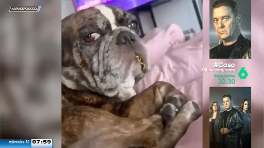 El divertido viral de un perro que intenta disimular tras robar la cena a su dueña El divertido viral de un perro que intenta disimular tras robar la cena a su dueña