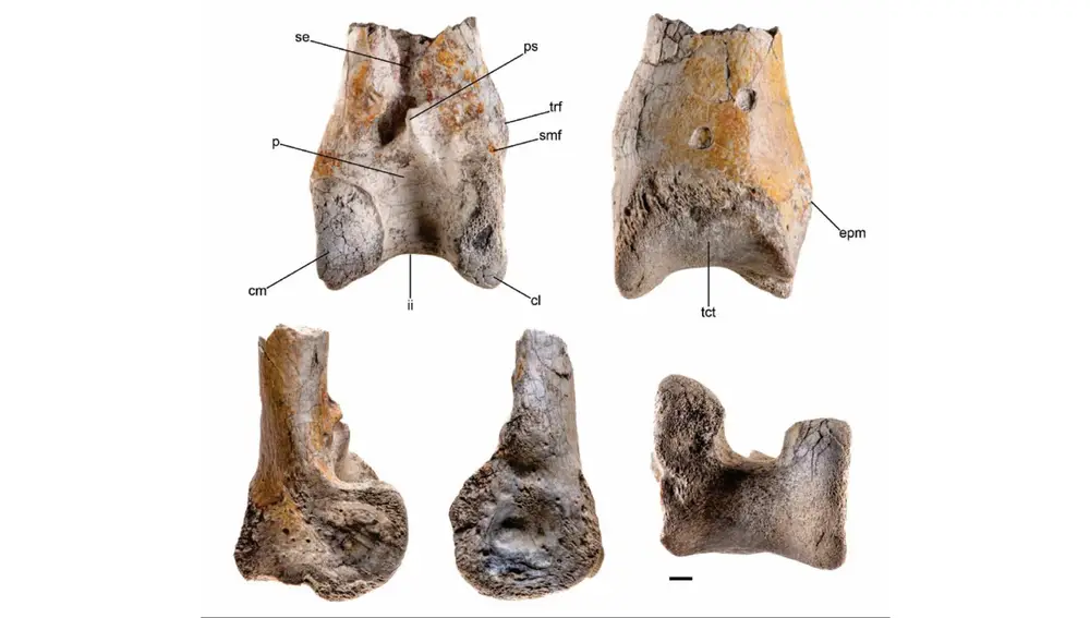 Imágenes del extremo del tibiotarso izquierdo de un ave del terror, un hueso de la parte inferior de la pata de las aves equivalente al de la tibia o espinilla humana Imágenes del extremo del tibiotarso izquierdo de un ave del terror, un hueso de la parte inferior de la pata de las aves equivalente al de la tibia o espinilla humana