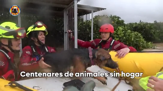 Rescate de animales DANA Rescate de animales DANA