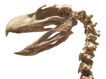 Cráneo de cabeza de pájaro Phorusrhacidae Cráneo de cabeza de pájaro Phorusrhacidae