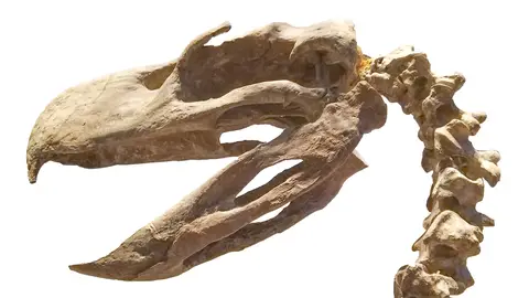 Cráneo de cabeza de pájaro Phorusrhacidae Cráneo de cabeza de pájaro Phorusrhacidae