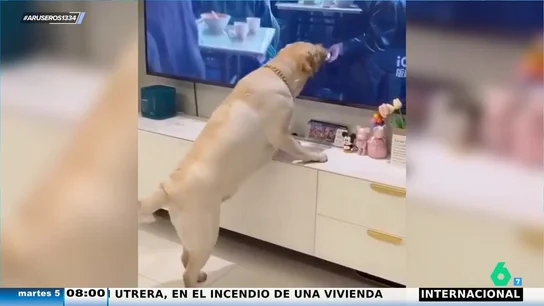 ¿Por qué no puedo comer? El gracioso viral de un perro que persigue la comida de un hombre que sale en la televisión ¿Por qué no puedo comer? El gracioso viral de un perro que persigue la comida de un hombre que sale en la televisión