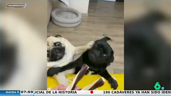 La graciosa pelea de dos perros que entregan hasta su alma por intentar comer la golosina La graciosa pelea de dos perros que entregan hasta su alma por intentar comer la golosina