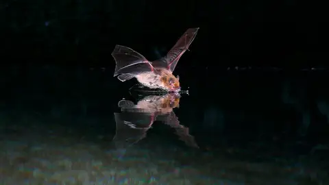 El murciélago de Kuhl es una especie que pesa solo seis gramos El murciélago de Kuhl es una especie que pesa solo seis gramos