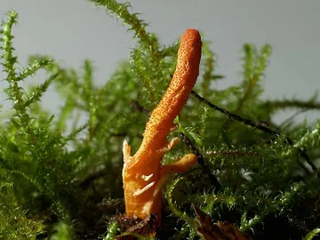 Imagen del Cordyceps militaris Imagen del Cordyceps militaris