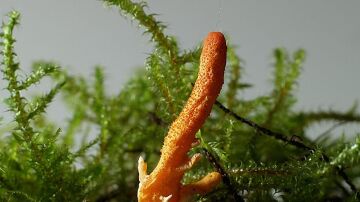 Imagen del Cordyceps militaris