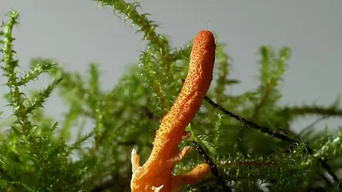 Imagen del Cordyceps militaris Imagen del Cordyceps militaris