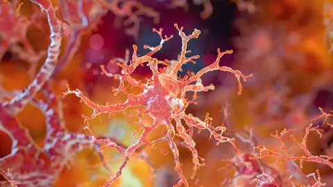 Con forma de estrella (a lo que deben su nombre), los astrocitos son el tipo de células más abundantes en el cerebro Con forma de estrella (a lo que deben su nombre), los astrocitos son el tipo de células más abundantes en el cerebro