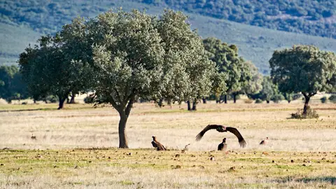 Cabañeros Cabañeros