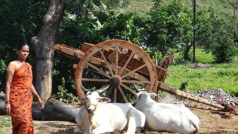 Vacas, animal sagrado