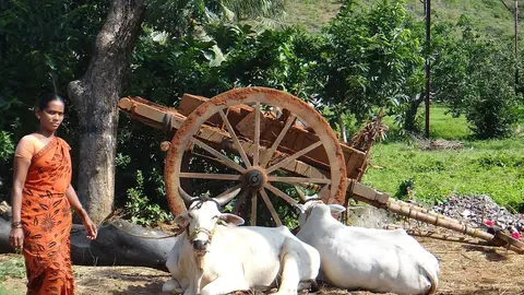Vacas, animal sagrado Vacas, animal sagrado