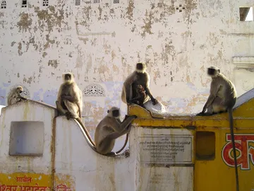Monos, animales sagrados en India Monos, animales sagrados en India