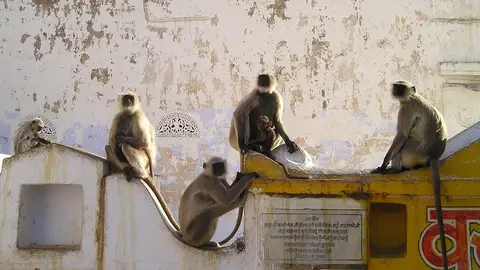 Monos, animales sagrados en India Monos, animales sagrados en India
