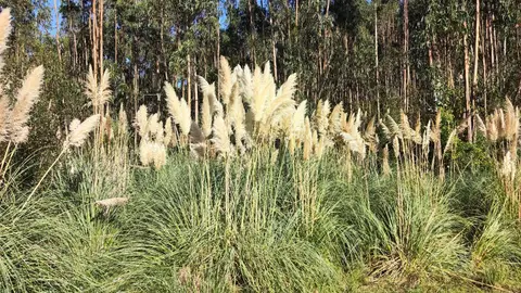 plantas invasoras plantas invasoras