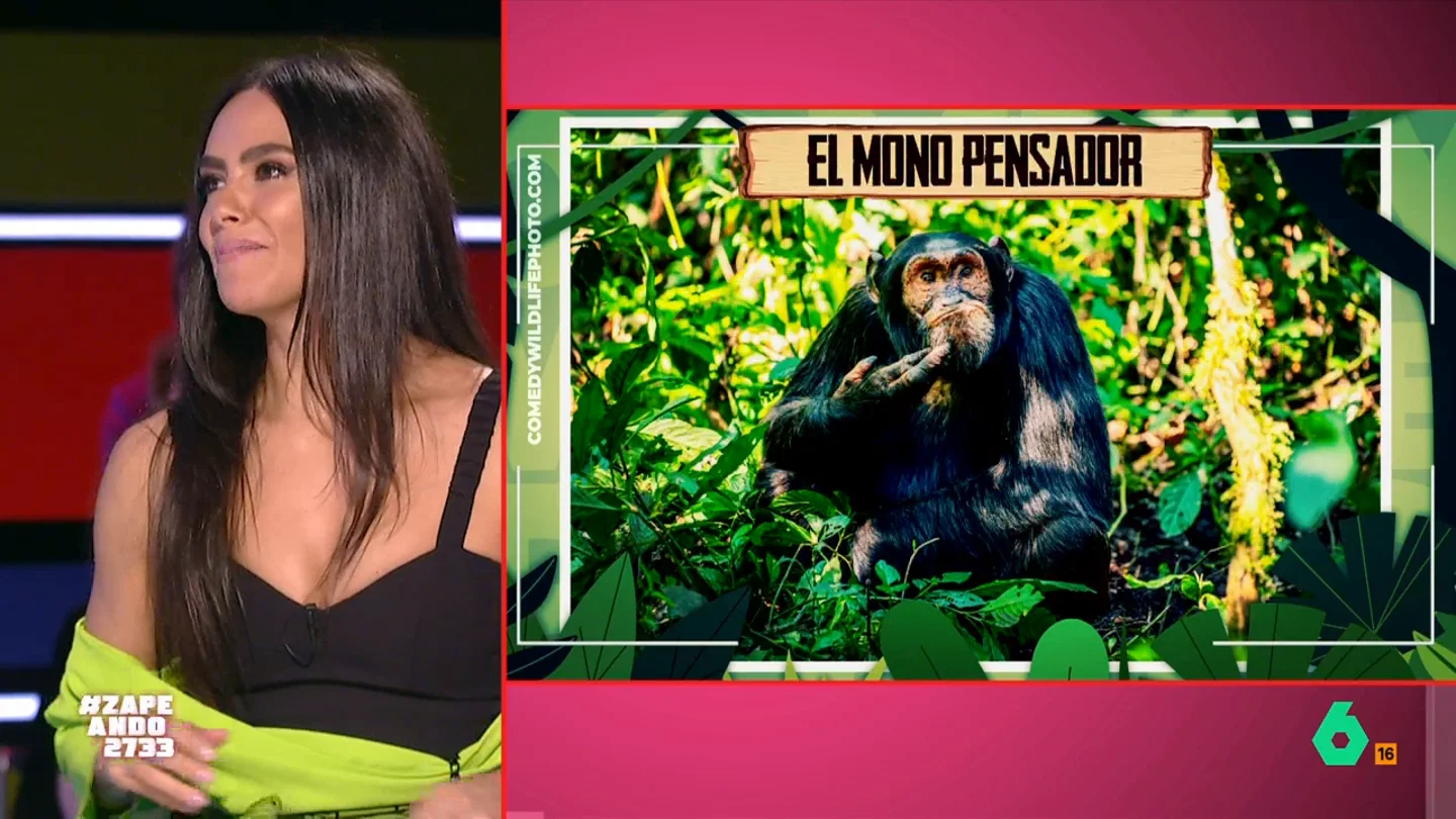 Los zapeadores escogen su imagen preferida de los 'Nikon Comedy Awards' que premian las fotos animales más divertidas Entre las finalistas se puede ver a una ardilla 'clavada' en un árbol, un chimpancé pensador o un león marino en pleno ataque de risa. No te pierdas la selección de Zapeando en el vídeo principal.