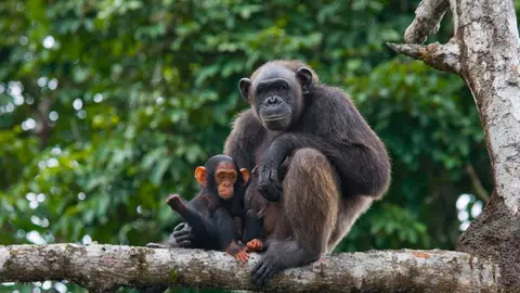 Una chimpancé con su cría Una chimpancé con su cría