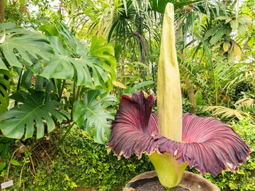 Ejemplar de la flor cadáver Ejemplar de la flor cadáver