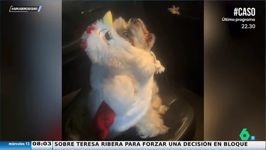 Los tertulianos de Aruser@s alucinan con la extraña habilidad del perro que imita a un gallo Los tertulianos de Aruser@s alucinan con la extraña habilidad del perro que imita a un gallo