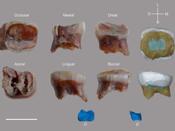 dientes de neandertal