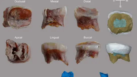 dientes de neandertal dientes de neandertal