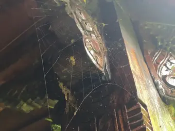 Estas son las aplicaciones médicas que podría tener la tela de araña Estas son las aplicaciones médicas que podría tener la tela de araña