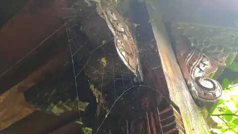 Estas son las aplicaciones médicas que podría tener la tela de araña Estas son las aplicaciones médicas que podría tener la tela de araña