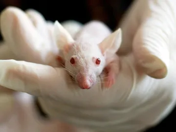 Investigación con ratones Investigación con ratones