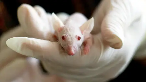 Investigación con ratones Investigación con ratones