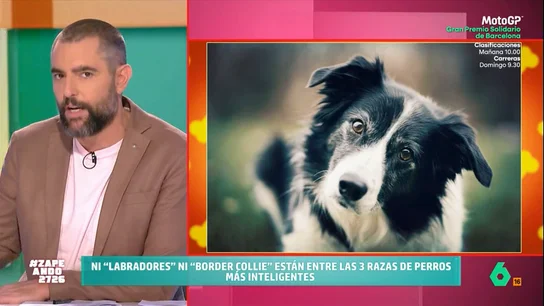 Un estudio finlandés desvela cuáles son las tres razas de perro más inteligentes del mundo En el tercer puesto lo ocupa el pastor alemán, una raza muy inteligente que, además, es fácil de adiestrar. Esto hace que estos sean perfectos como animales de compañía o perros de trabajo.
