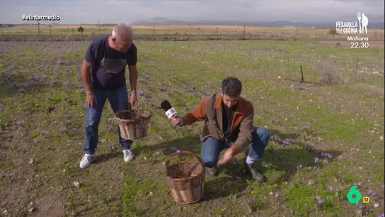Así valora un agricultor la manera de cosechar azafrán de Isma Juárez: "Te falta alegría en la mano" El reportero visita Consuegra, un municipio de la provincia de Toledo en el que se cultiva azafrán. Isma ha aprendido, gracias al agricultor Juan Antonio Lozano, como cosechar este valioso condimento.