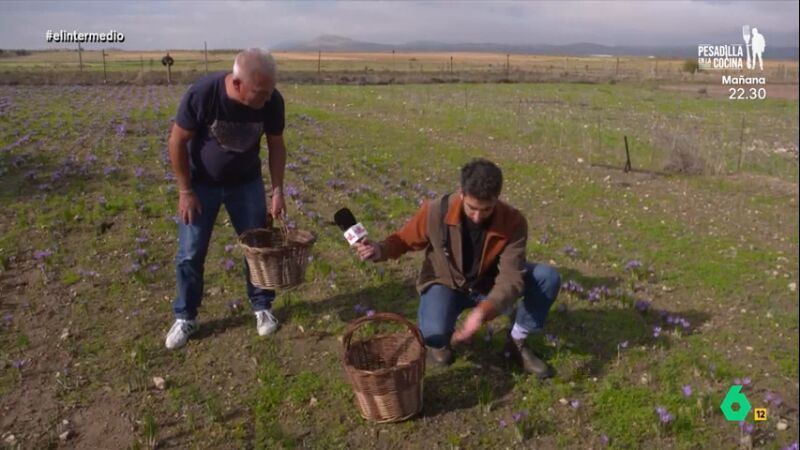 Así valora un agricultor la manera de cosechar azafrán de Isma Juárez: "Te falta alegría en la mano"