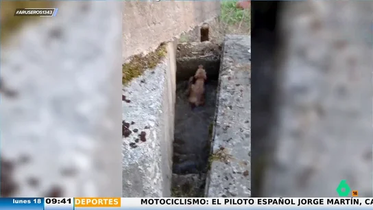 El agónico momento en el que intentan rescatar a un perro de un pozo: así logran sacarle con una cuerda El agónico momento en el que intentan rescatar a un perro de un pozo: así logran sacarle con una cuerda