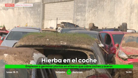 La imagen tres semanas después de la DANA: coches cubiertos de barro y hierba creciendo en ellos La imagen tres semanas después de la DANA: coches cubiertos de barro y hierba creciendo en ellos