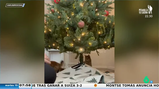 Aruseros Gato Aruseros Gato