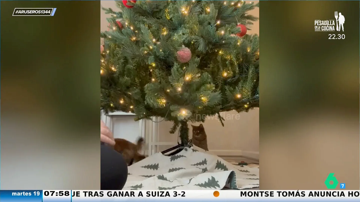 Aruseros Gato Aruseros Gato