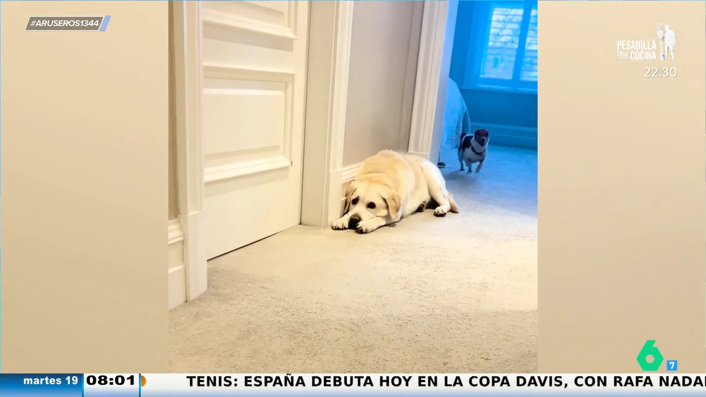 El gracioso viral que refleja a la perfección la personalidad que tiene cada perro El gracioso viral que refleja a la perfección la personalidad que tiene cada perro