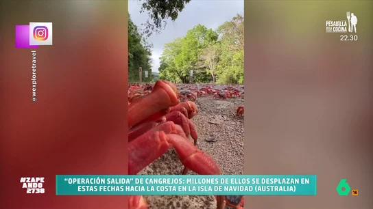 Millones de cangrejos migran hasta la costa en la Isla de Navidad (Australia): "Son como los ingleses en Magaluf" Estos crustáceos deben llegar hasta la costa para aparearse y depositar sus huevos. Un acontecimiento que tiene una gran importancia para los habitantes de la isla que, incluso, modifican sus vehículos para no aplastar a los cangrejos durante su camino.