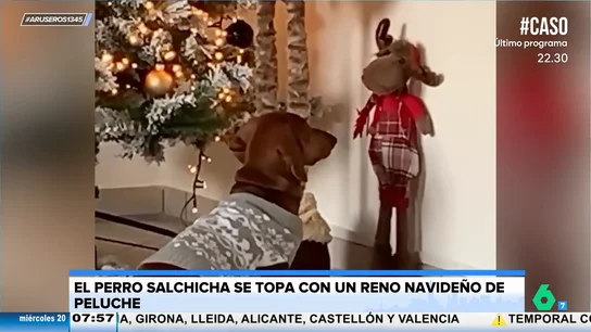 La graciosa reacción de un perro salchicha al ver la decoración navideña del salón La graciosa reacción de un perro salchicha al ver la decoración navideña del salón