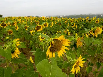 Campo de girasoles Campo de girasoles