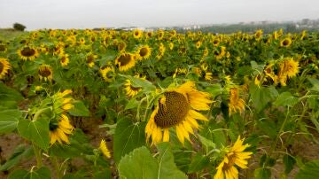 Campo de girasoles