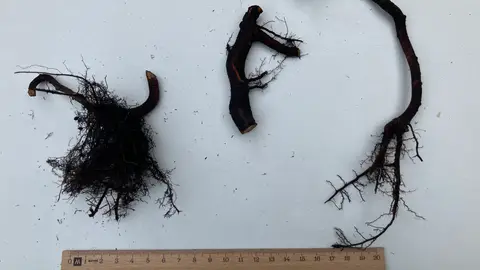 Raíces árbol Raíces árbol