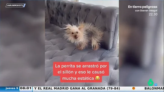 El divertido viral de una perrita con electricidad estática: así se le pone el pelo al subir al sofá El divertido viral de una perrita con electricidad estática: así se le pone el pelo al subir al sofá