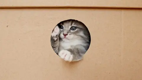 La razón por la que los gatos no pueden resistirse a las cajas de cartón La razón por la que los gatos no pueden resistirse a las cajas de cartón