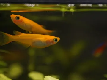 Peces medaka Peces medaka