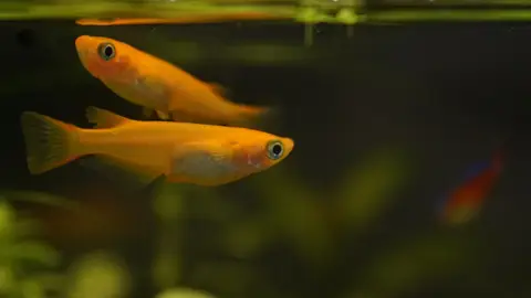 Peces medaka Peces medaka