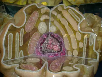 Imagen de una célula. Imagen de una célula.
