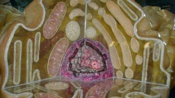 Imagen de una c&eacute;lula.